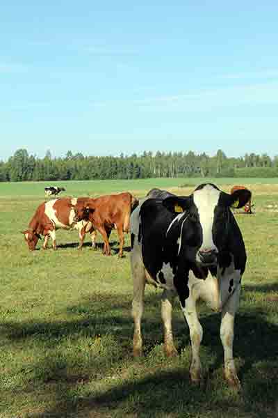 Mjölkkor på bete på Botans lantbruk.
