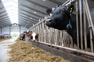Kor lever längre på gårdar som nyligen har investerat.