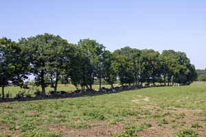 Träd och skugga kan skydda kor mot värmestress.