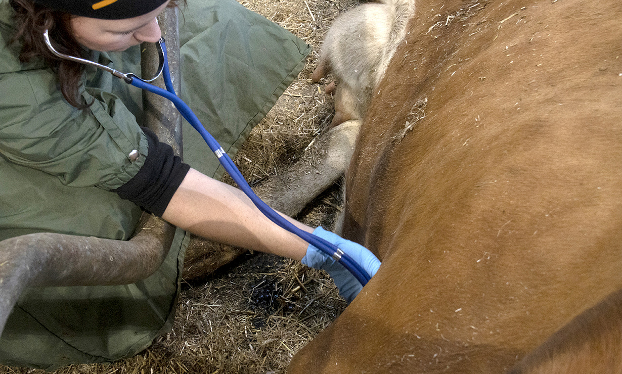 Obduktion av kor är bra i det förebyggande djurhälsoarbetet