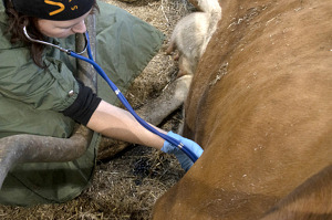 Obduktion av kor är bra i det förebyggande djurhälsoarbetet