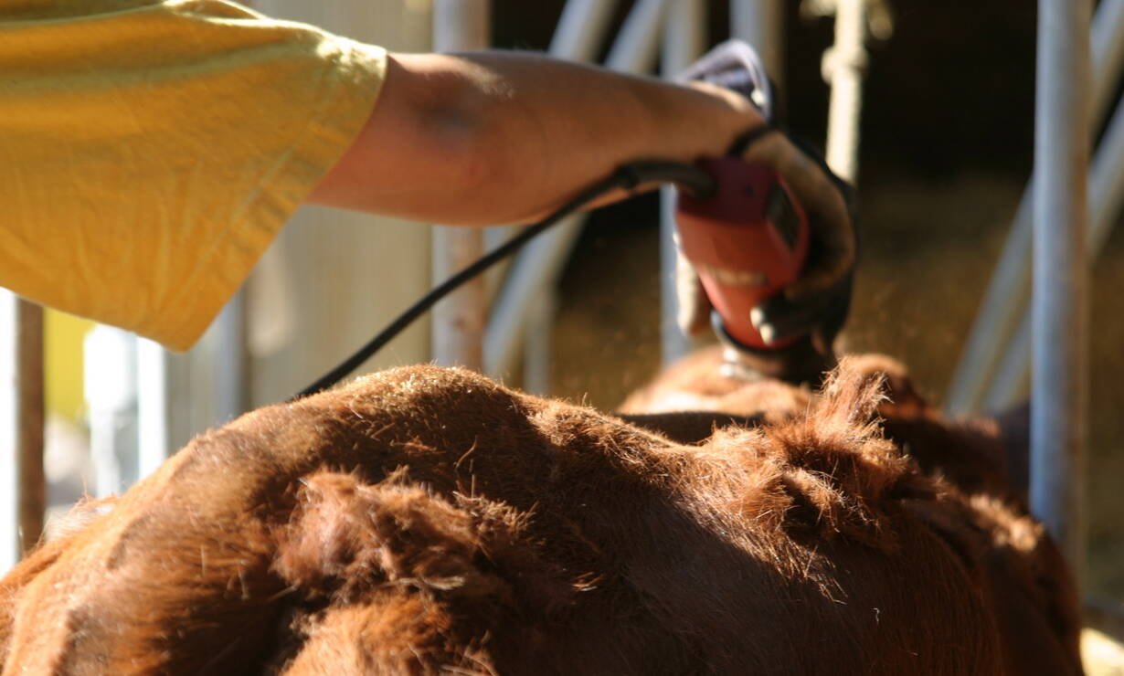 Detaljbild person som klipper en ko med klippmaskin.