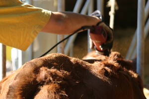 Detaljbild person som klipper en ko med klippmaskin.