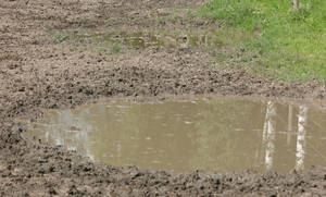 Husdjur har tagit fram 25 platser där det regnade mest och minst under sommaren.