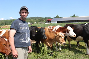 Med avel har Andreas Strandberg försökt få fram robustare och köttigare mjölkkor. Numera är en stor del av besättningen fleckvieh.