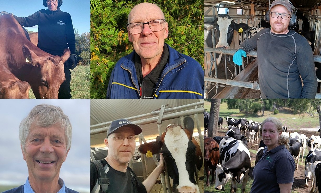 Vilka mål man har med sin avel skiljer sig åt. Här berättar sex stycken mjölkföretagare hur de ser på avel och vad som är viktigt för dem.