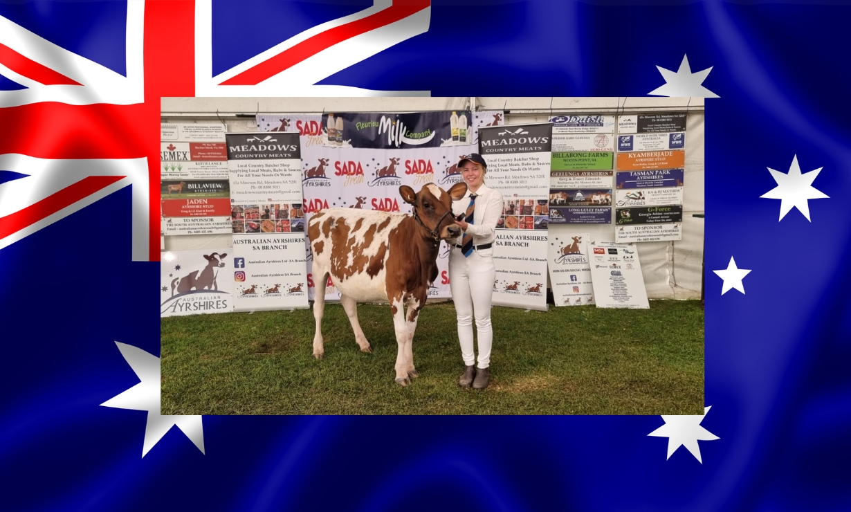 Bild av flicka med röd- och vitfläckig kviga på bakgrund av australiens flagga.