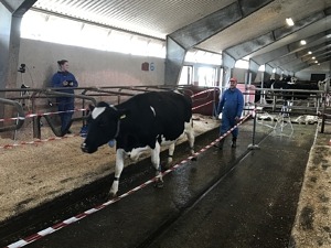 Forskaren i blå overall driver en ko genom en snitslad bana för att mäta halkfria golv.