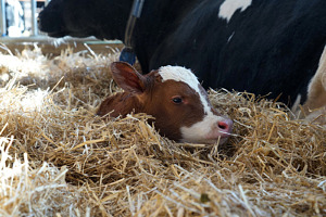 En nyfödd kalv i halmen intill en svartvit ko.