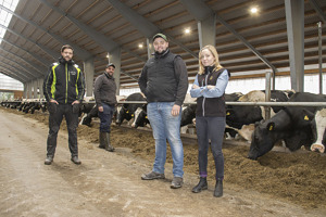 Fyra unga mjölkbönder står på ett körbart foderbord i en nybyggd ladugård för mjölkkor.