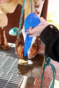 Bild på klöv som lindas med blått bandage för behandling av klövsjukdom