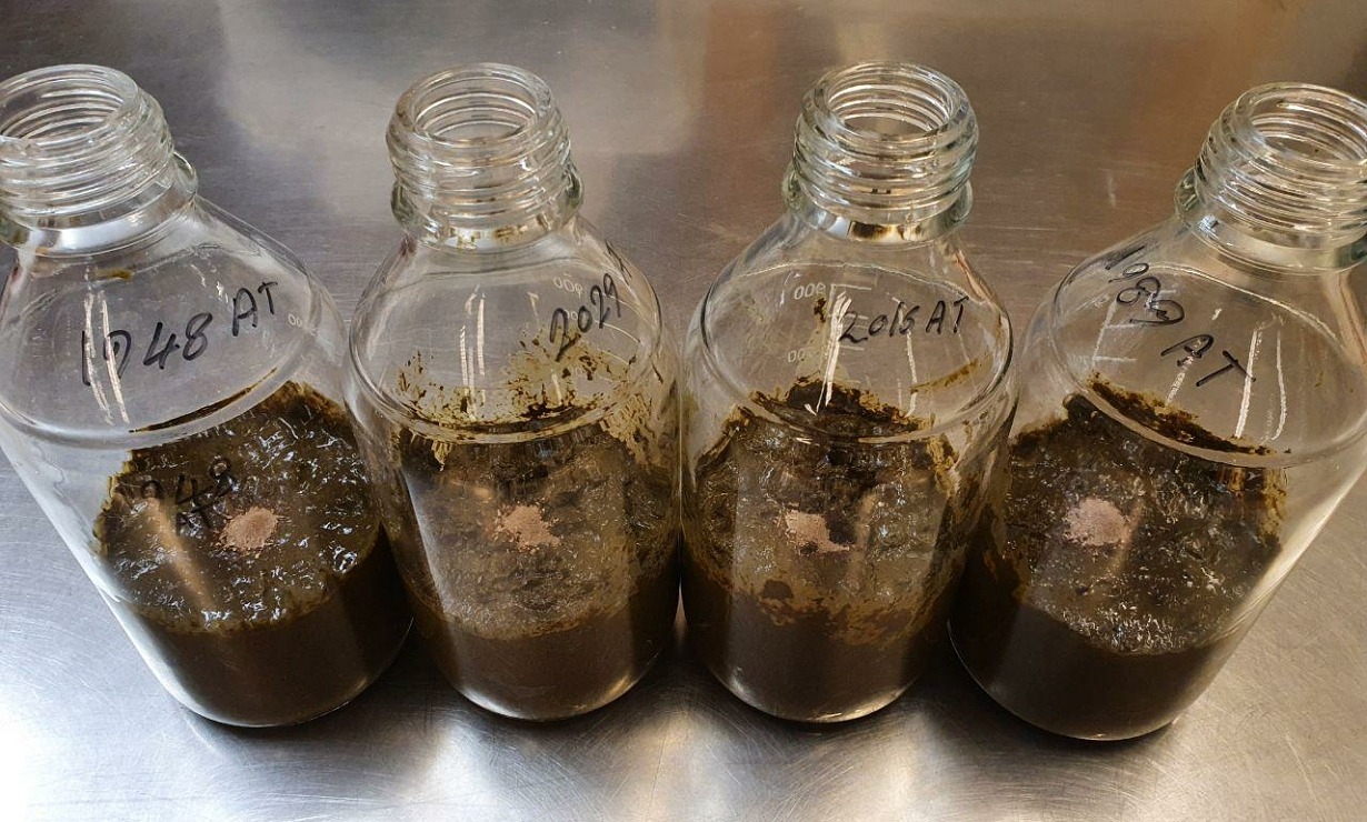 Fyra glasflaskor fyllda med gödsel och rödalger för experiment om hur alger kan minska metanutsläpp från gödsel.