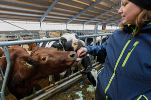 Kvinna som hälsar på en brun ko, stående på foderbordet i en ladugård.
