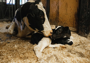 Enligt Vila-reglerna får djurägare inte ge kalk i samband med kalvningsförlamning. Men nu ska det testas i ett nytt pilotprojekt.