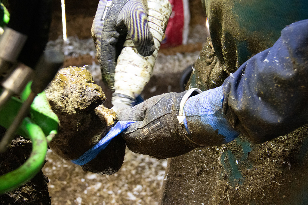 Detaljbild på klövvårdare som lägger ett blått bandage på en klöv. Hur kan klövpengen bidra till lönsamhet på gård?