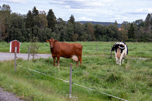 En röd och en svartvit ko i en hage vid ett vägskäl.